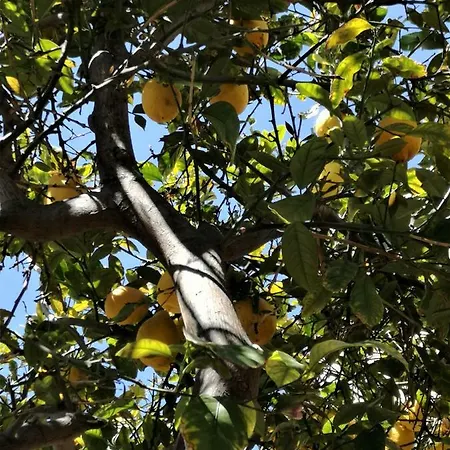 Holiday home Lemon Tree Courtyard *