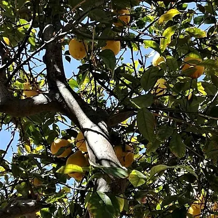 Holiday home Lemon Tree Courtyard Larnaca