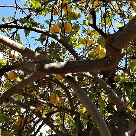 Lemon Tree Courtyard Semesterbostad *