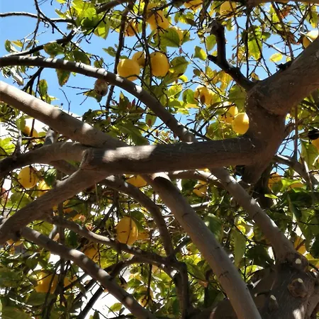 בית נופש Lemon Tree Courtyard לרנקה