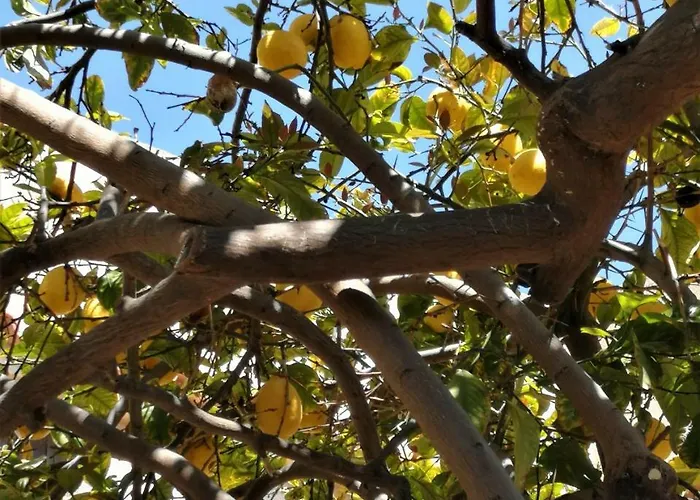 Prázdninový dům Lemon Tree Courtyard Larnaca