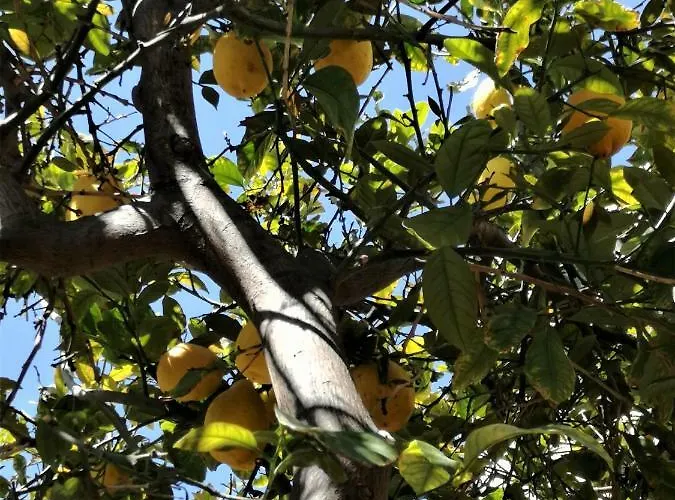 別荘 Lemon Tree Courtyard *