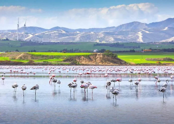 Lemon Tree Courtyard